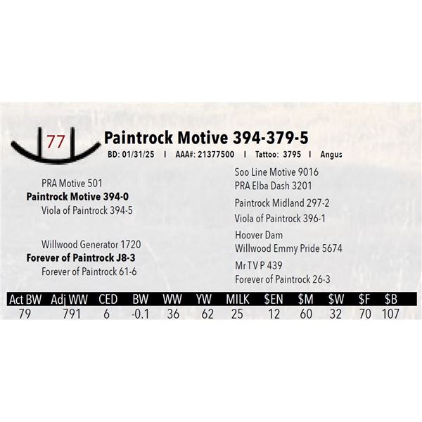 Paintrock Motive 394-379-5