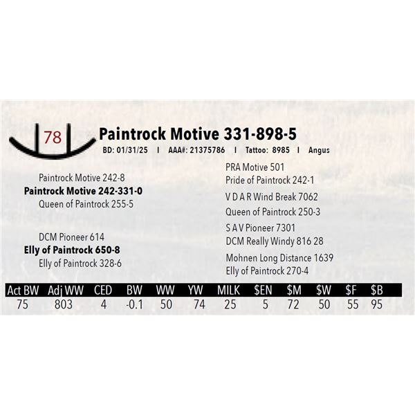 Paintrock Motive 331-898-5