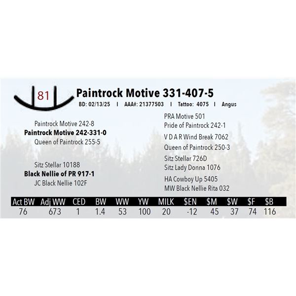 Paintrock Motive 331-407-5