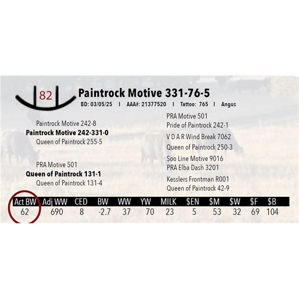 Paintrock Motive 331-76-5