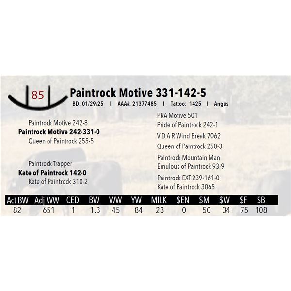 Paintrock Motive 331-142-5