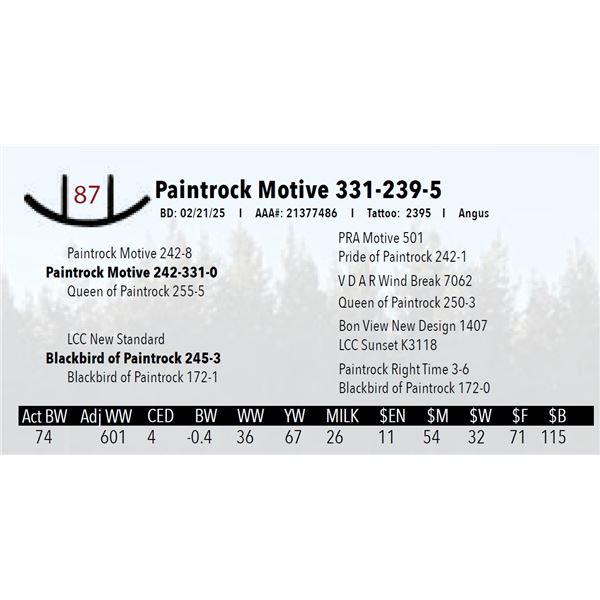 Paintrock Motive 331-239-5