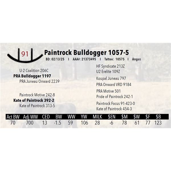 Paintrock Bulldogger 1057-5
