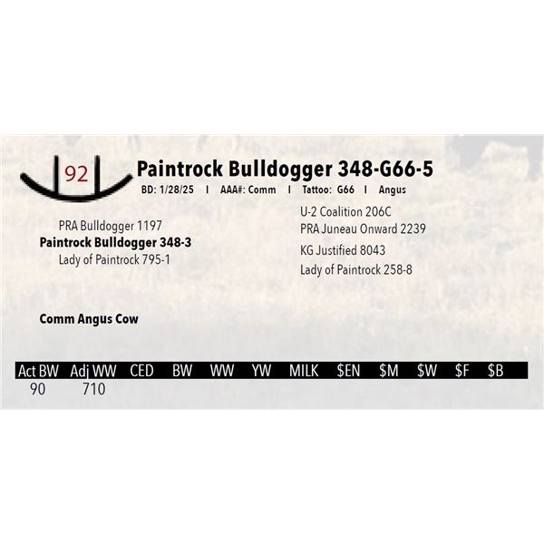 Paintrock Bulldogger 348-G66-5