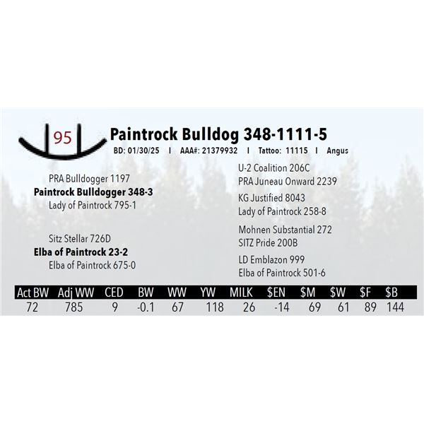 Paintrock Bulldog 348-1111-5