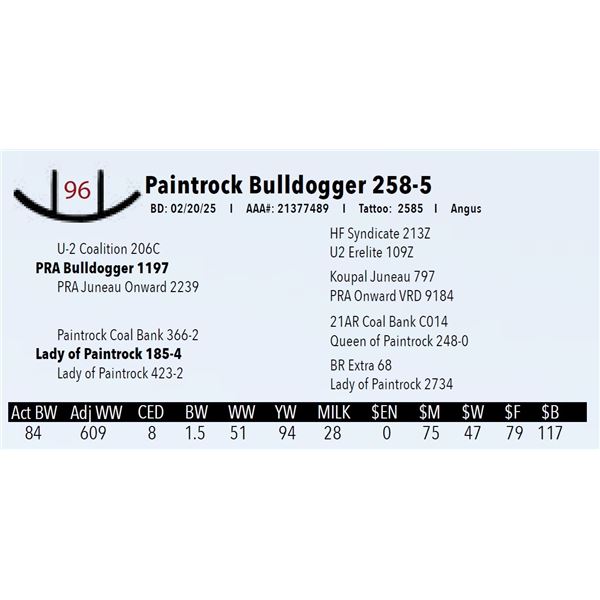 Paintrock Bulldogger 258-5