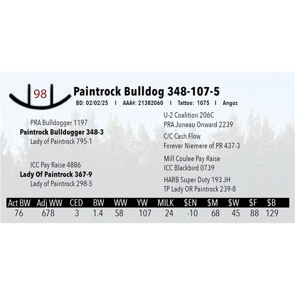 Paintrock Bulldog 348-107-5