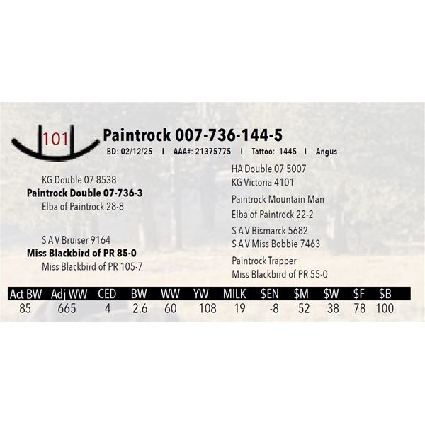 Paintrock 007-736-144-5