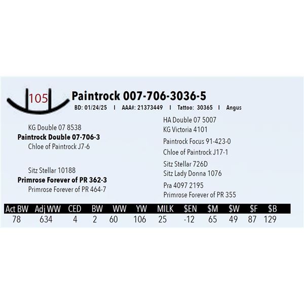 Paintrock 007-706-3036-5