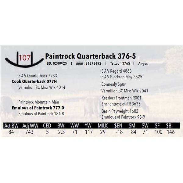 Paintrock Quarterback 376-5