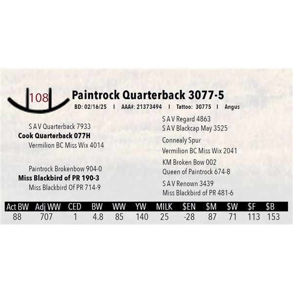 Paintrock Quarterback 3077-5