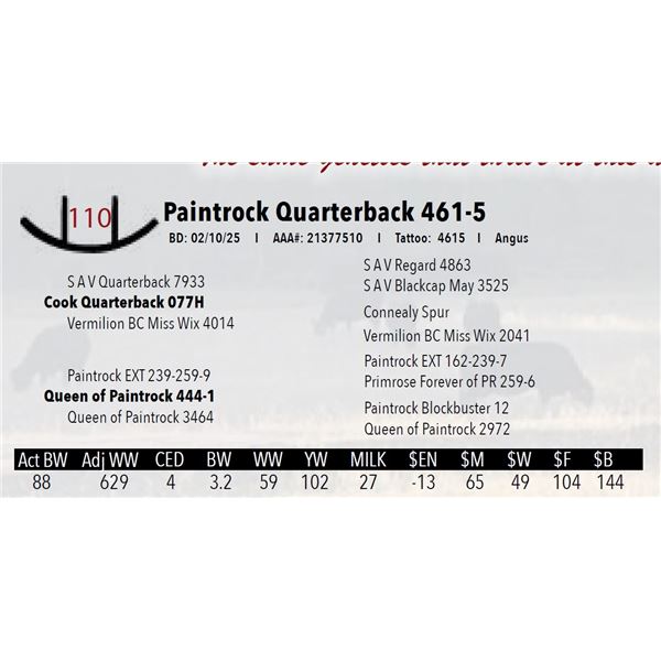 Paintrock Quarterback 461-5