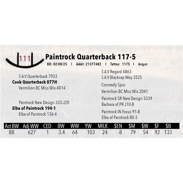 Paintrock Quarterback 117-5
