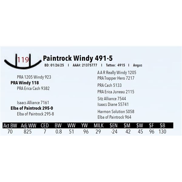 Paintrock Windy 491-5