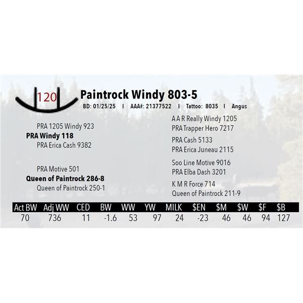 Paintrock Windy 803-5
