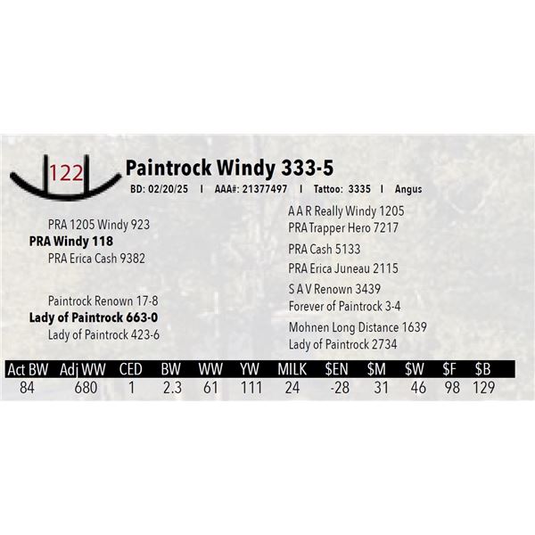 Paintrock Windy 333-5