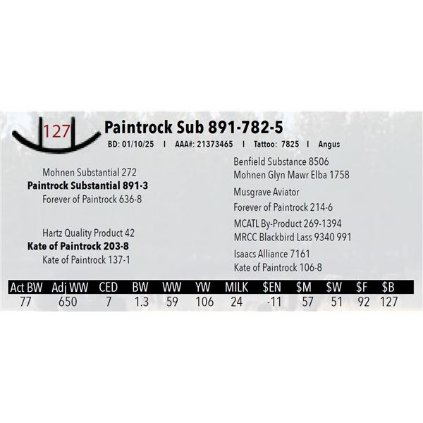 Paintrock Sub 891-782-5