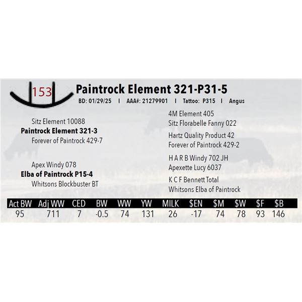 Paintrock Element 321-P31-5