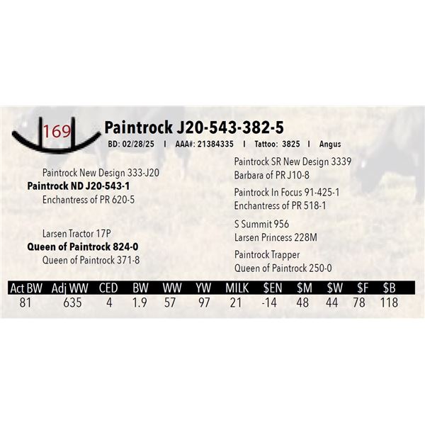 Paintrock J20-543-382-5