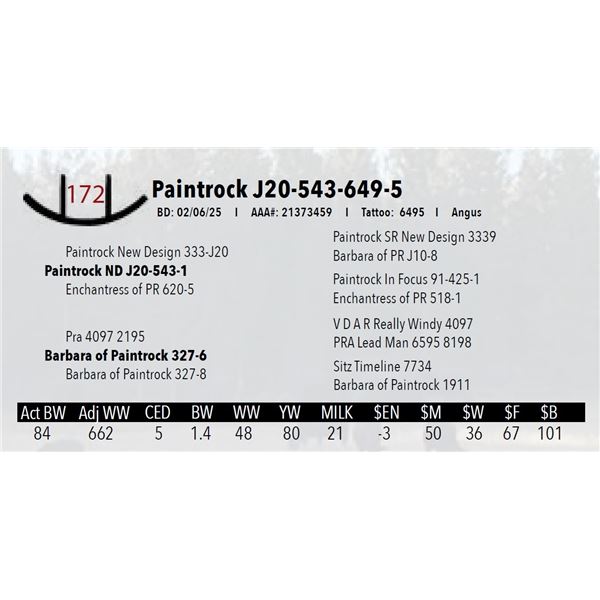 Paintrock J20-543-649-5