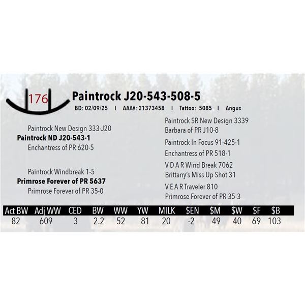 Paintrock J20-543-508-5