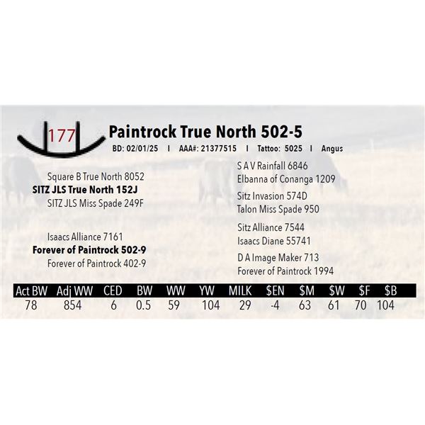 Paintrock True North 502-5