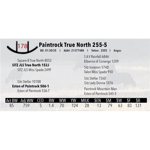 Paintrock True North 255-5