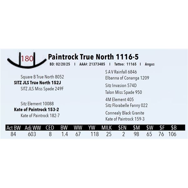 Paintrock True North 1116-5