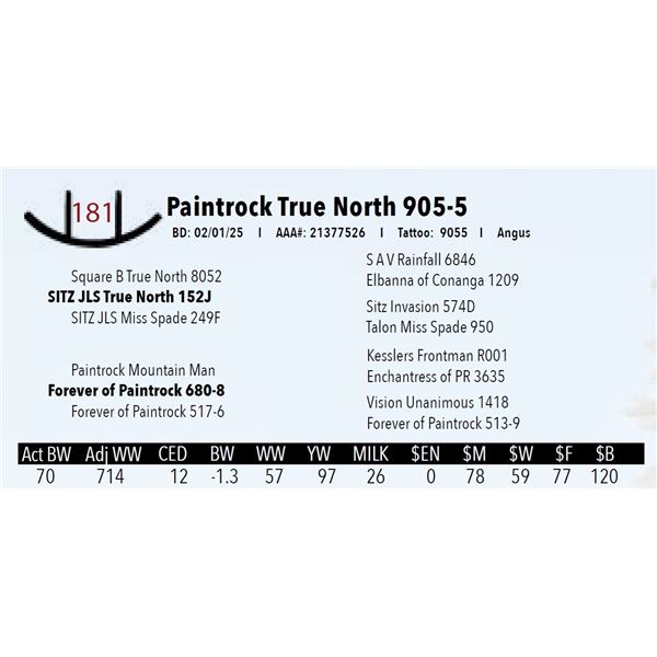 Paintrock True North 905-5