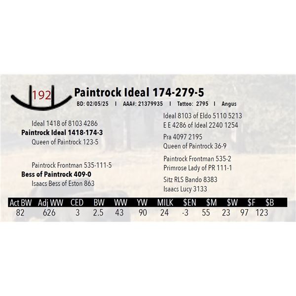 Paintrock Ideal 174-279-5