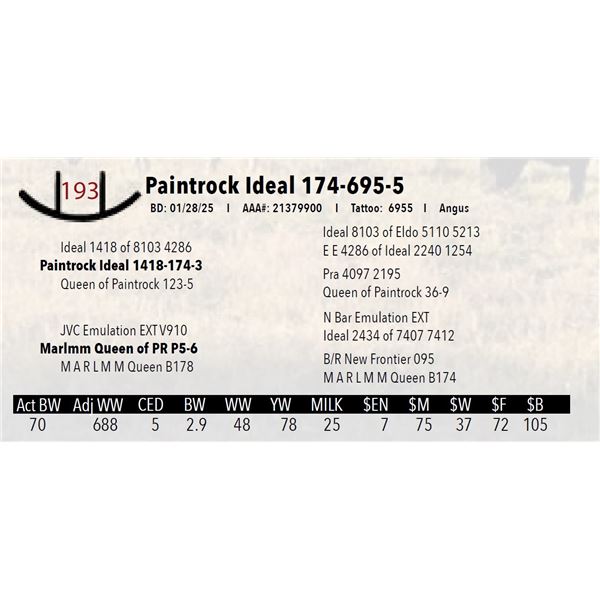 Paintrock Ideal 174-695-5