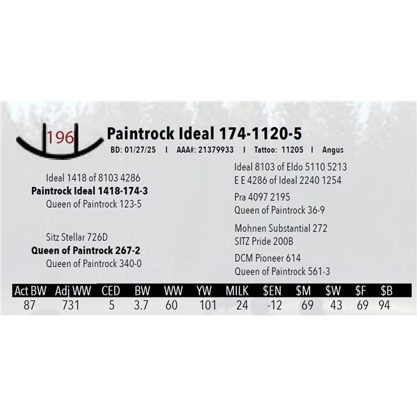 Paintrock Ideal 174-1120-5