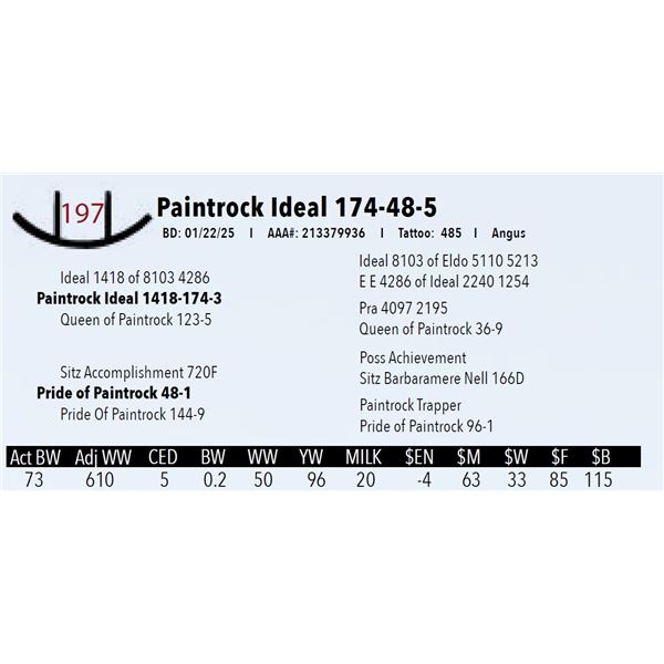 Paintrock Ideal 174-48-5
