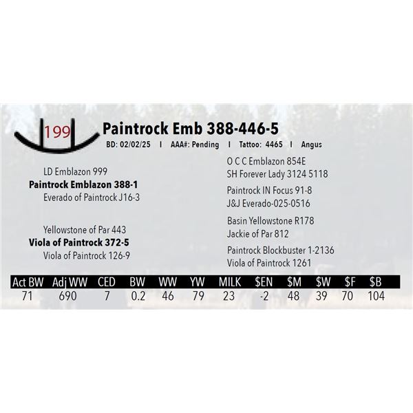 Paintrock Emb 388-446-5