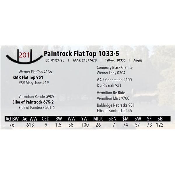 Paintrock Flat Top 1033-5