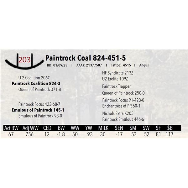 Paintrock Coal 824-451-5