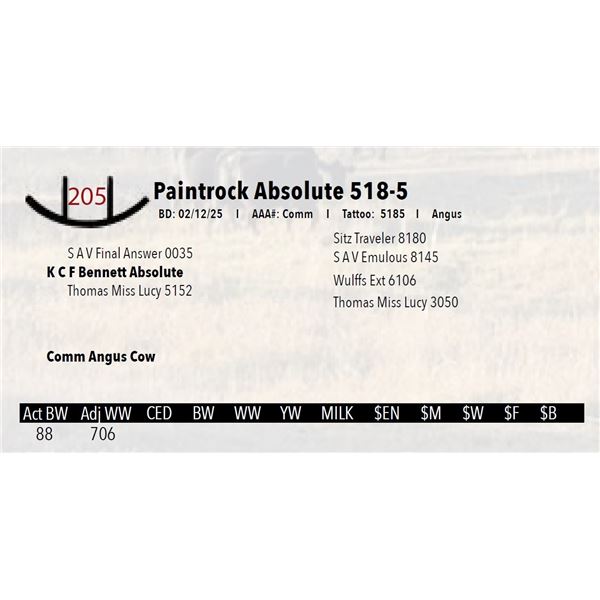 Paintrock Absolute 518-5