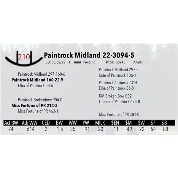 Paintrock Midland 22-3094-5