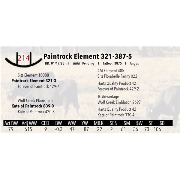 Paintrock Element 321-387-5