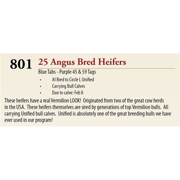 25 AI Bred Bull Calf BRED HEIFERS