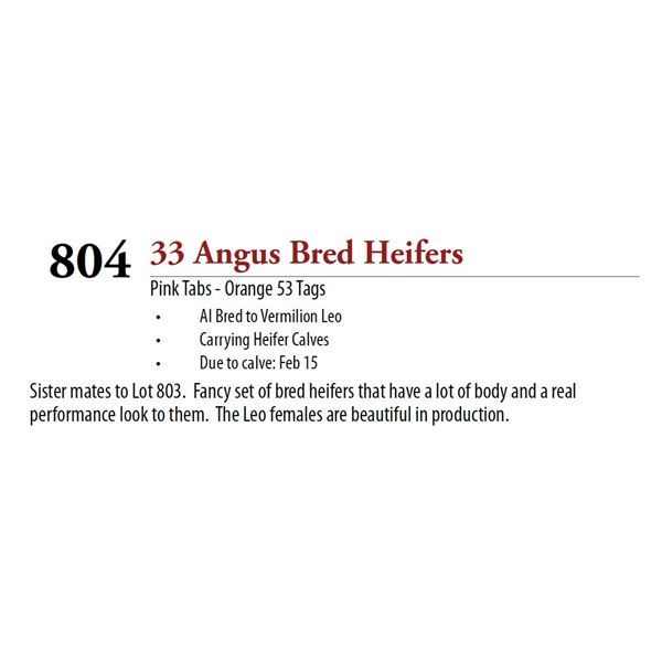 33 AI Bred Hfr Calf BRED HEIFERS