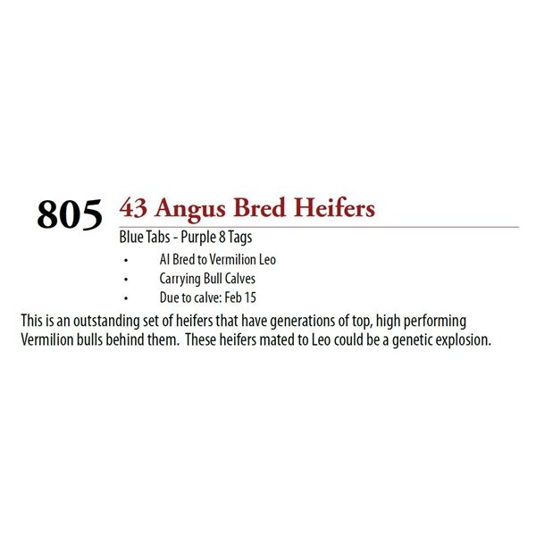 43 AI Bred Bull Calf BRED HEIFERS