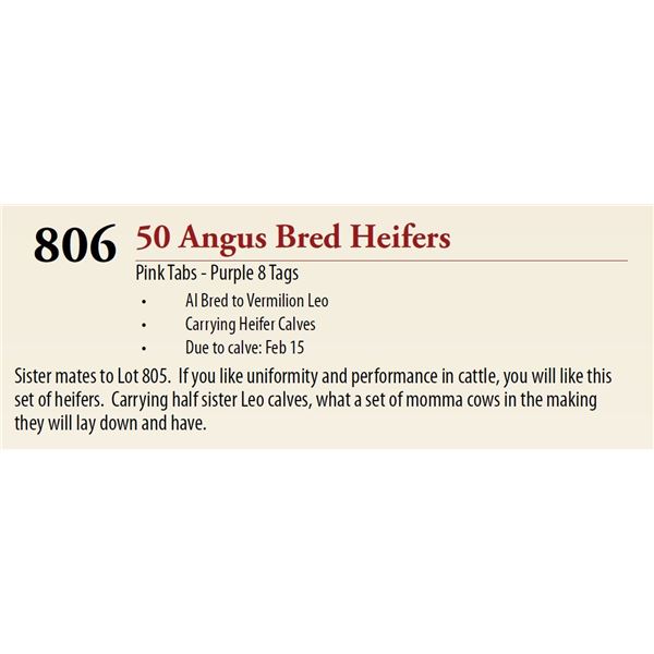 50 AI Bred Hfr Calf BRED HEIFERS
