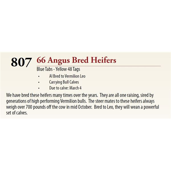 66 AI Bred Bull Calf BRED HEIFERS