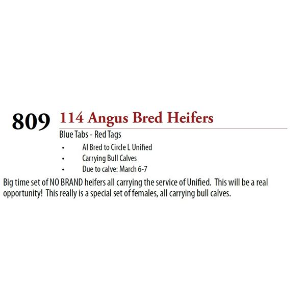 113 AI Bred Bull Calf BRED HEIFERS