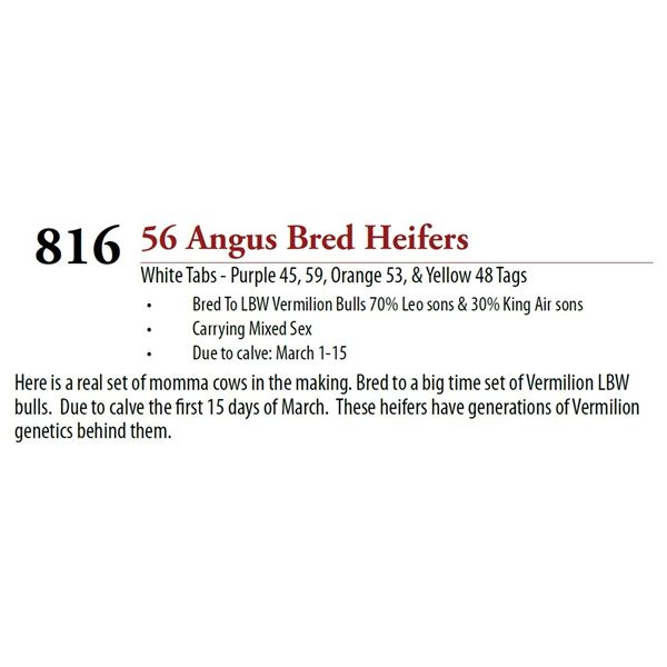 56 Pasture Bred Heifers