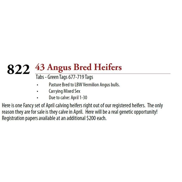 41 Pasture Bred Heifers