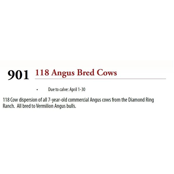 95 Solid Mouth Diamond Ring Bred Cows