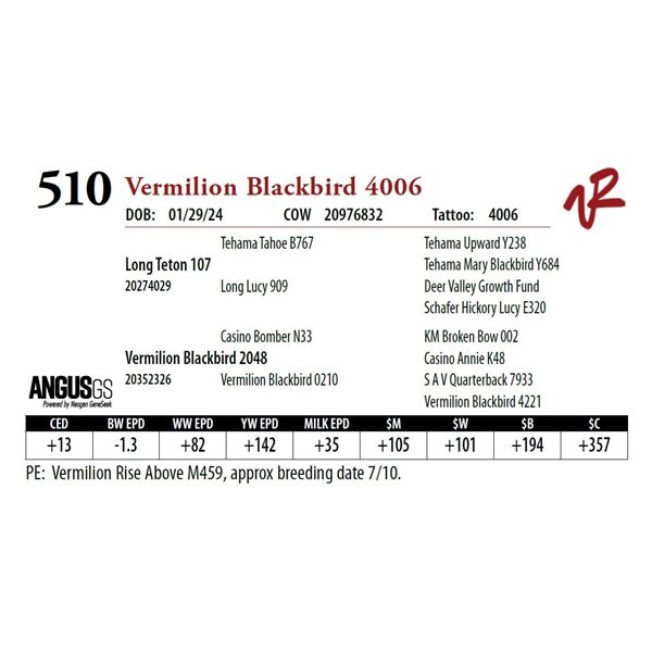 VERMILION BLACKBIRD 4006