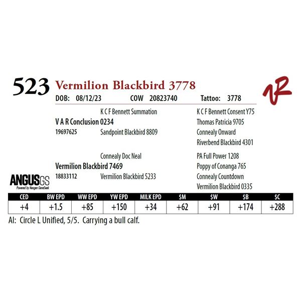 VERMILION BLACKBIRD 3778